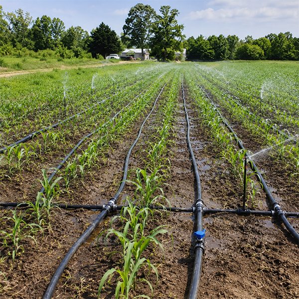 Agriculture